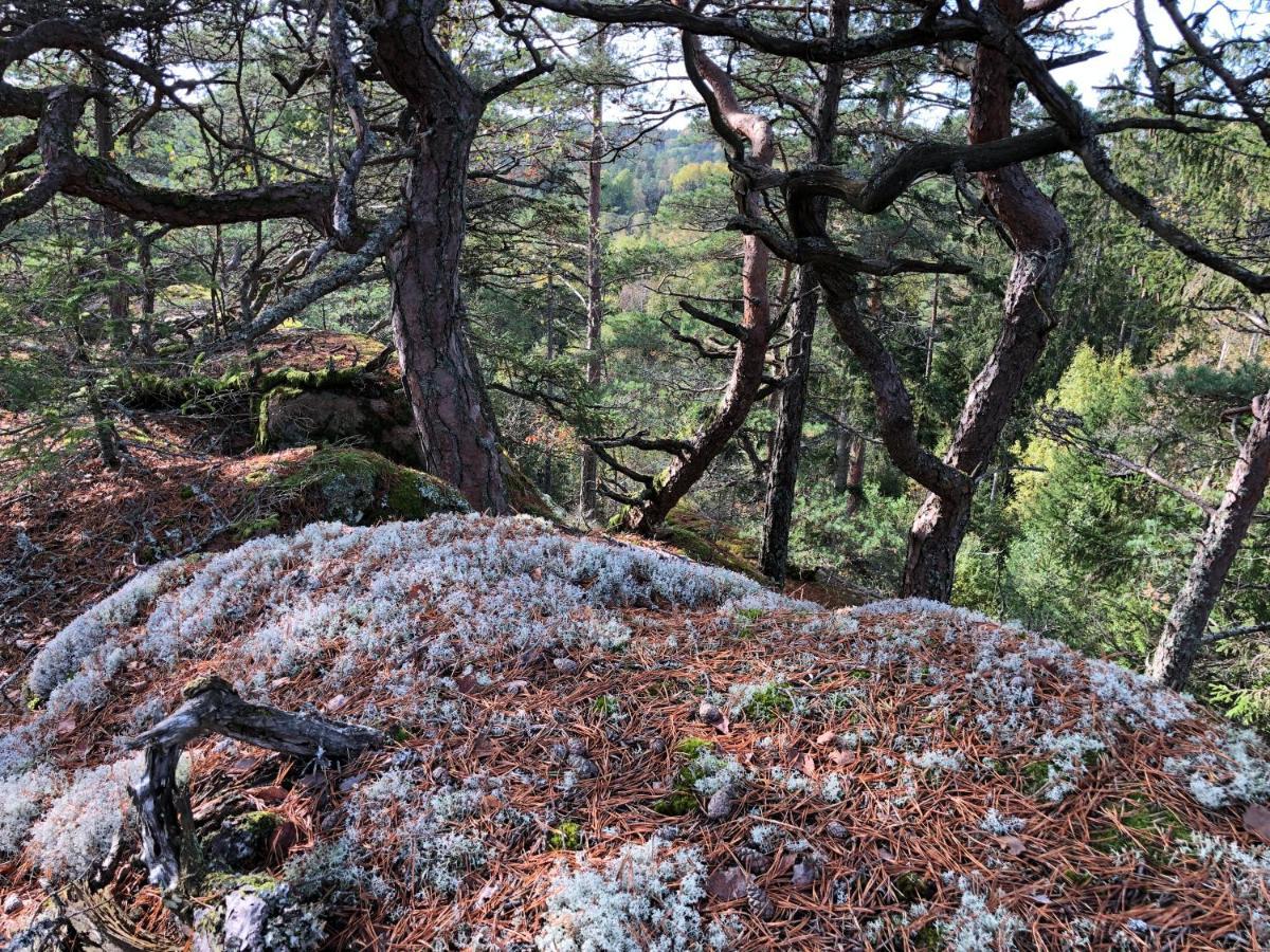 Mysig Och Modern Stuga Pa Snoegard, Naera Havet Och Naturen Lur  Bagian luar foto