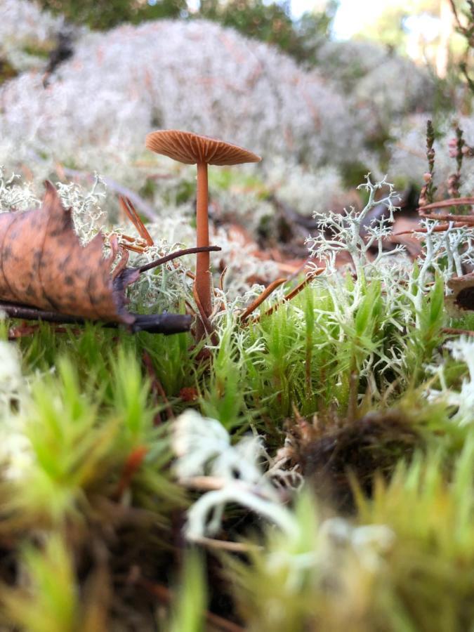 Mysig Och Modern Stuga Pa Snoegard, Naera Havet Och Naturen Lur  Bagian luar foto